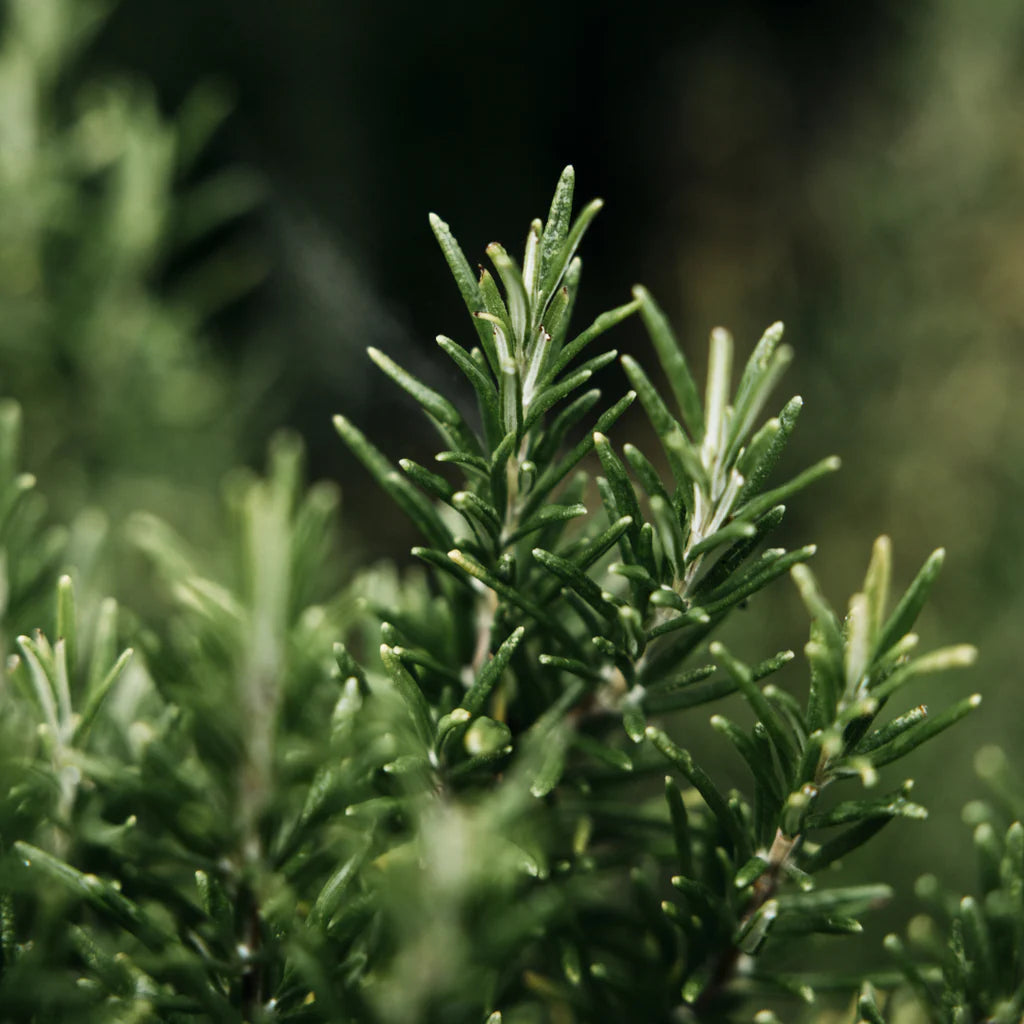 St Eval New Bay & Rosemary, Hand Lotion