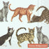 Emma Bridgewater Cats Lights Blue lunch Napkins