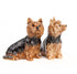 Quail Yorkshire Terrier Salt & Pepper Set