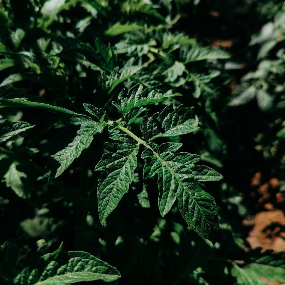 St Eval Green Vine, Scented Tealights NEW