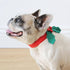 Talking Tables - Botanical Christmas Hound Holly Dress Up