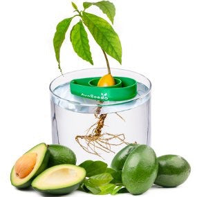 AvoSeedo - Grow Your Own Avocado Tree